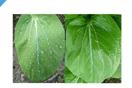 农用有机硅表面活性剂 IOTA 2000